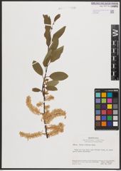 Salix bebbiana Sarg.